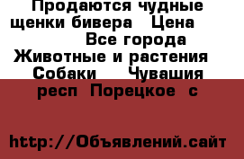 Продаются чудные щенки бивера › Цена ­ 25 000 - Все города Животные и растения » Собаки   . Чувашия респ.,Порецкое. с.